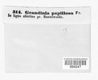 Grandinia papillosa image